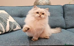 Scottish Fold cats for sale: Excellent Scottish straight kittens  - Advert 35