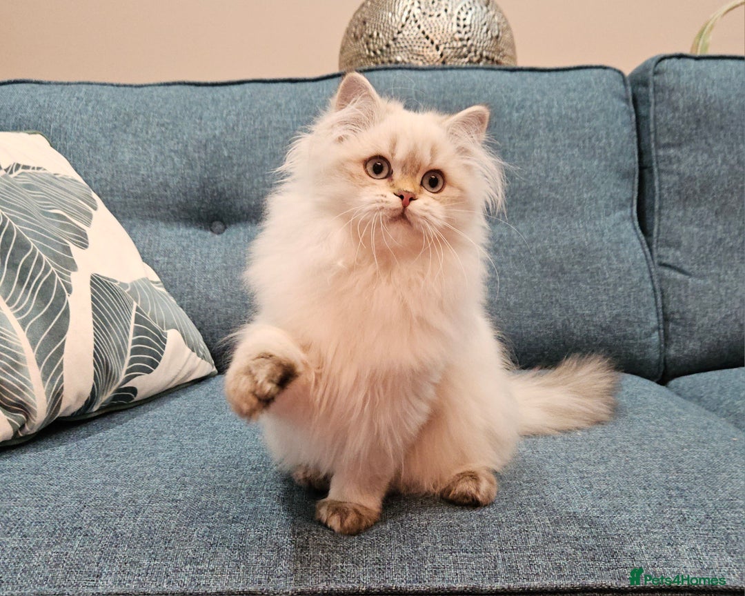 Scottish Fold cats for sale: Excellent Scottish straight kittens  - Advert 35