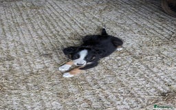 Border Collie dogs for sale: Border Collie puppies  - Image 21