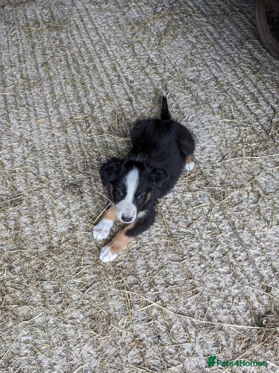 Border Collie dogs for sale: Border Collie puppies  - Image 21