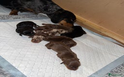Dachshund dogs for sale: Miniature dachshund puppies  - Image 13