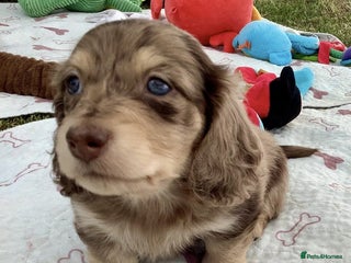 Miniature Dachshund dogs - Advert 19