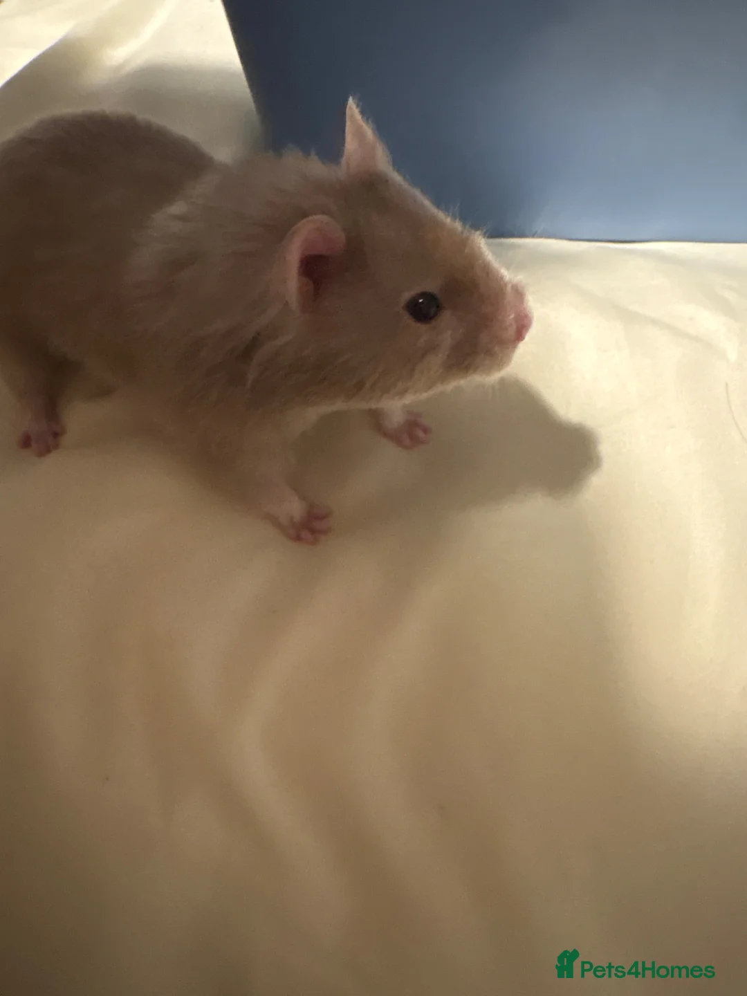 Hamster rodents for sale: Syrian hamster in Ashford - Advert 1