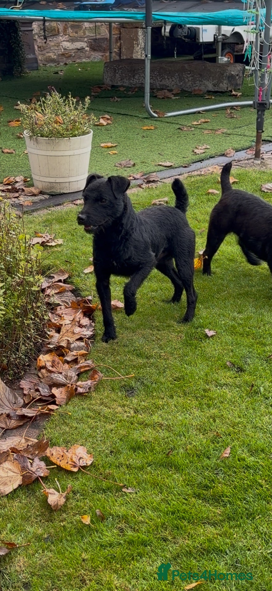 Patterdale Terrier dogs Patterdale terrier for stud - Advert 2