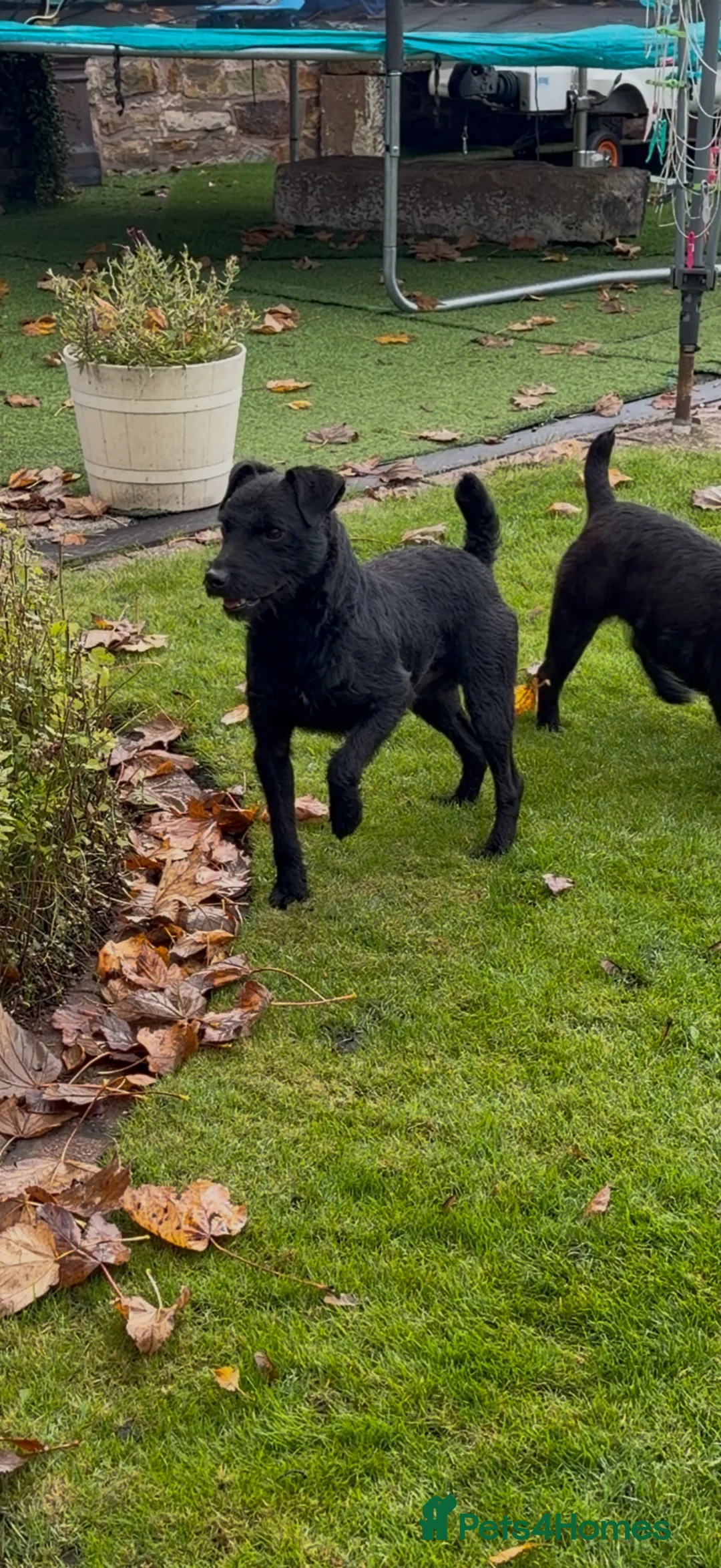 Patterdale Terrier dogs for stud: Patterdale terrier for stud in Burnley - Advert 2