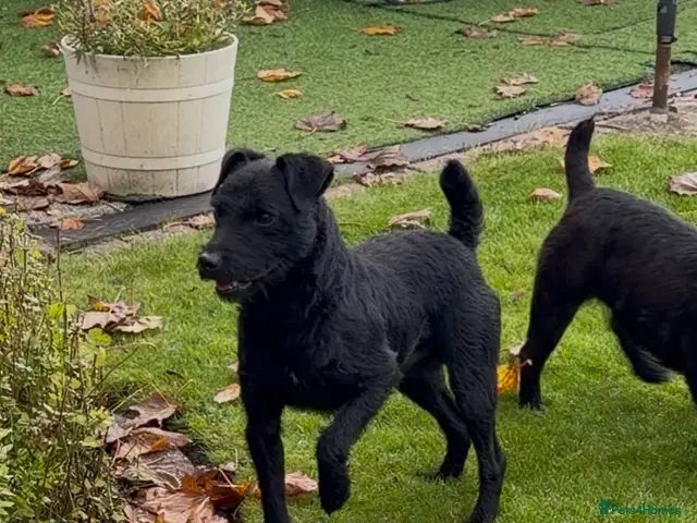 Patterdale Terrier dogs Patterdale terrier for stud - Advert 2