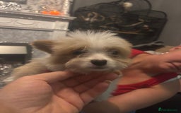 Mixed Breed dogs for sale: Chorkie-apso puppies  - Advert 30