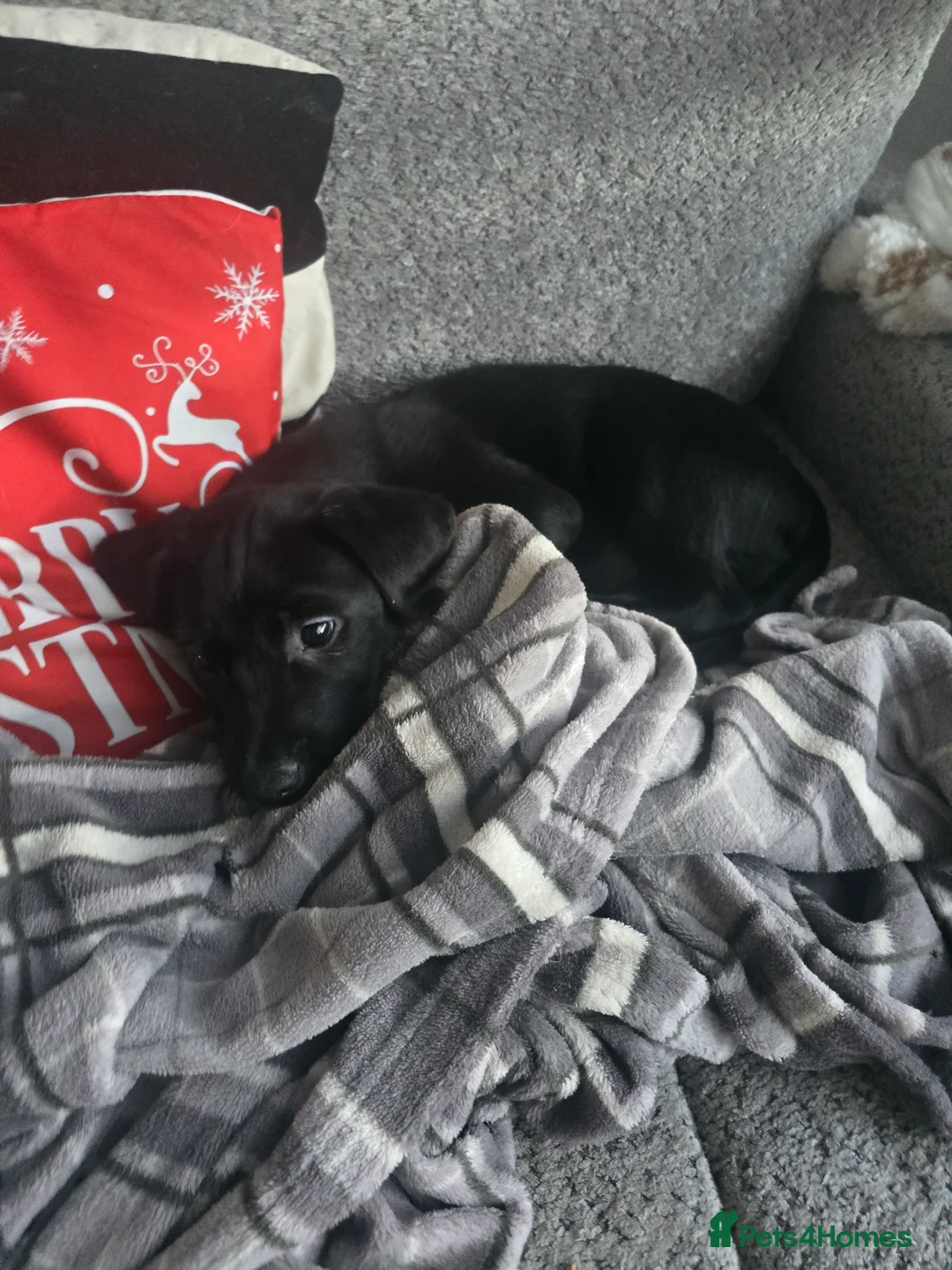 Mixed Breed dogs for sale:  Last puppy looking for his forever home ;)   - Advert 27