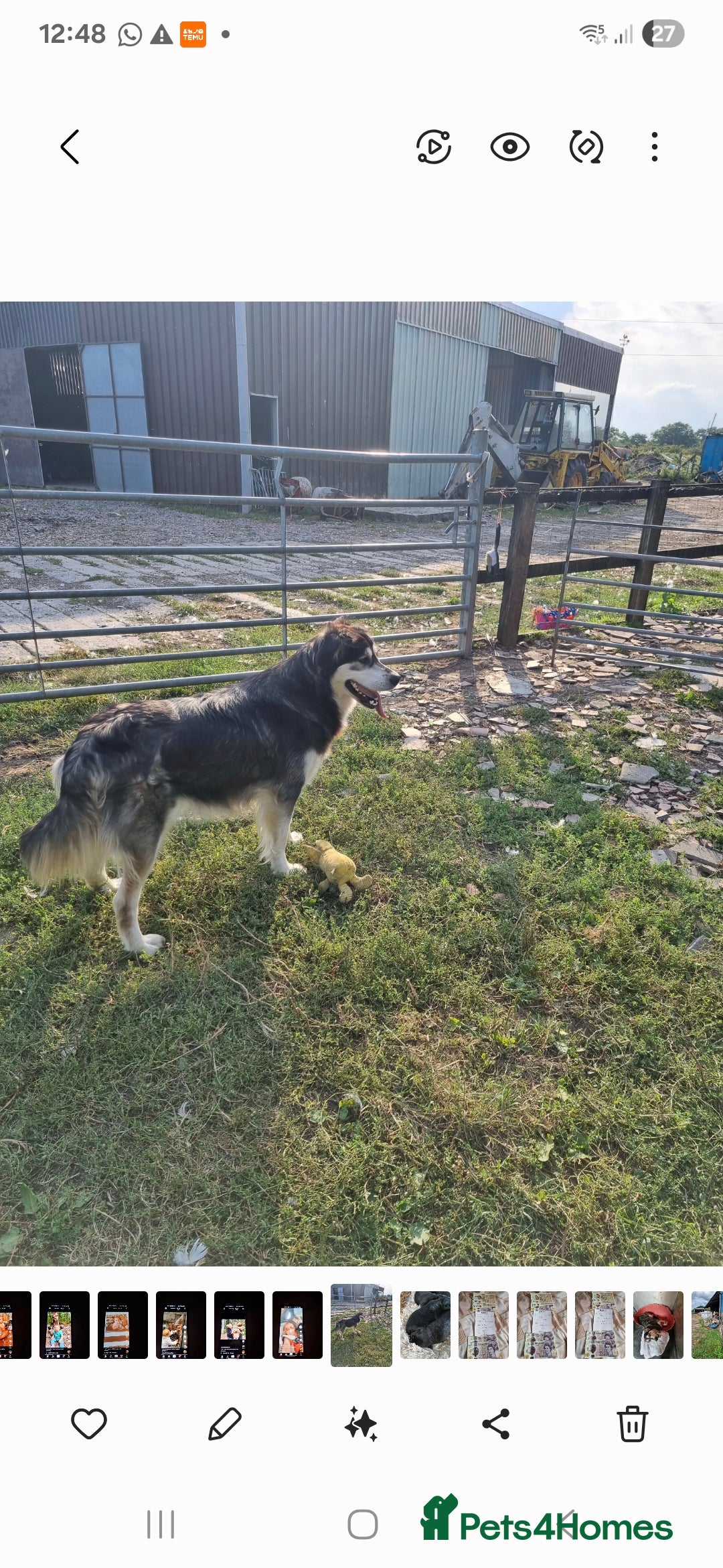 Mixed Breed dogs for sale: Malamute x black Labrador - Image 5