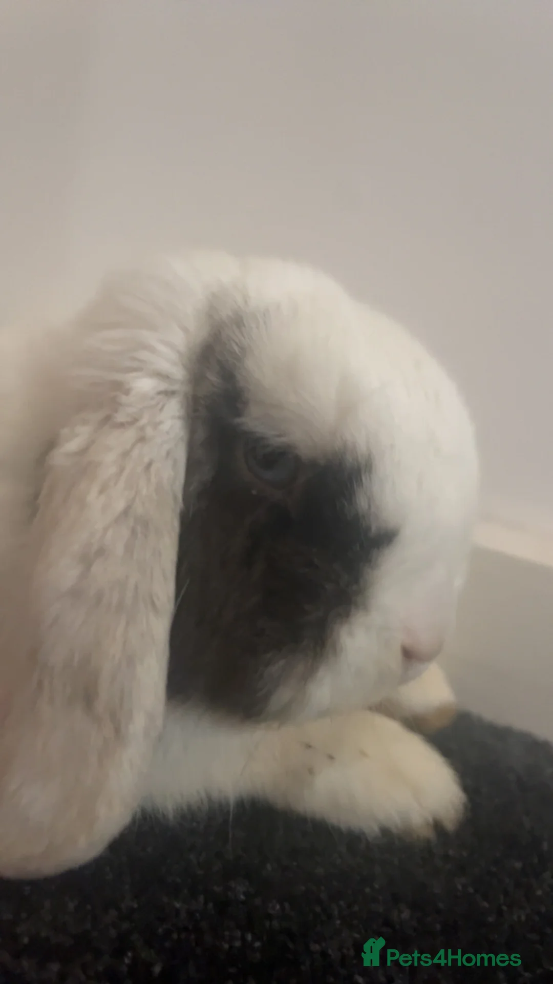 French Lop rabbits for sale: French Lop  in Birmingham - Advert 8