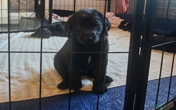 Labradoodle dogs for sale: F1 beautiful standard labradoodles - Image 7