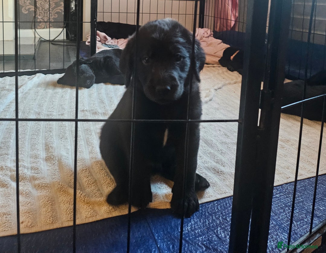 Labradoodle dogs for sale: F1 beautiful standard labradoodles - Image 7