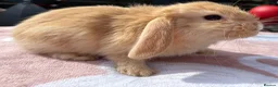 Mini Lop rabbits for sale: Two litter for sale  - Advert 17
