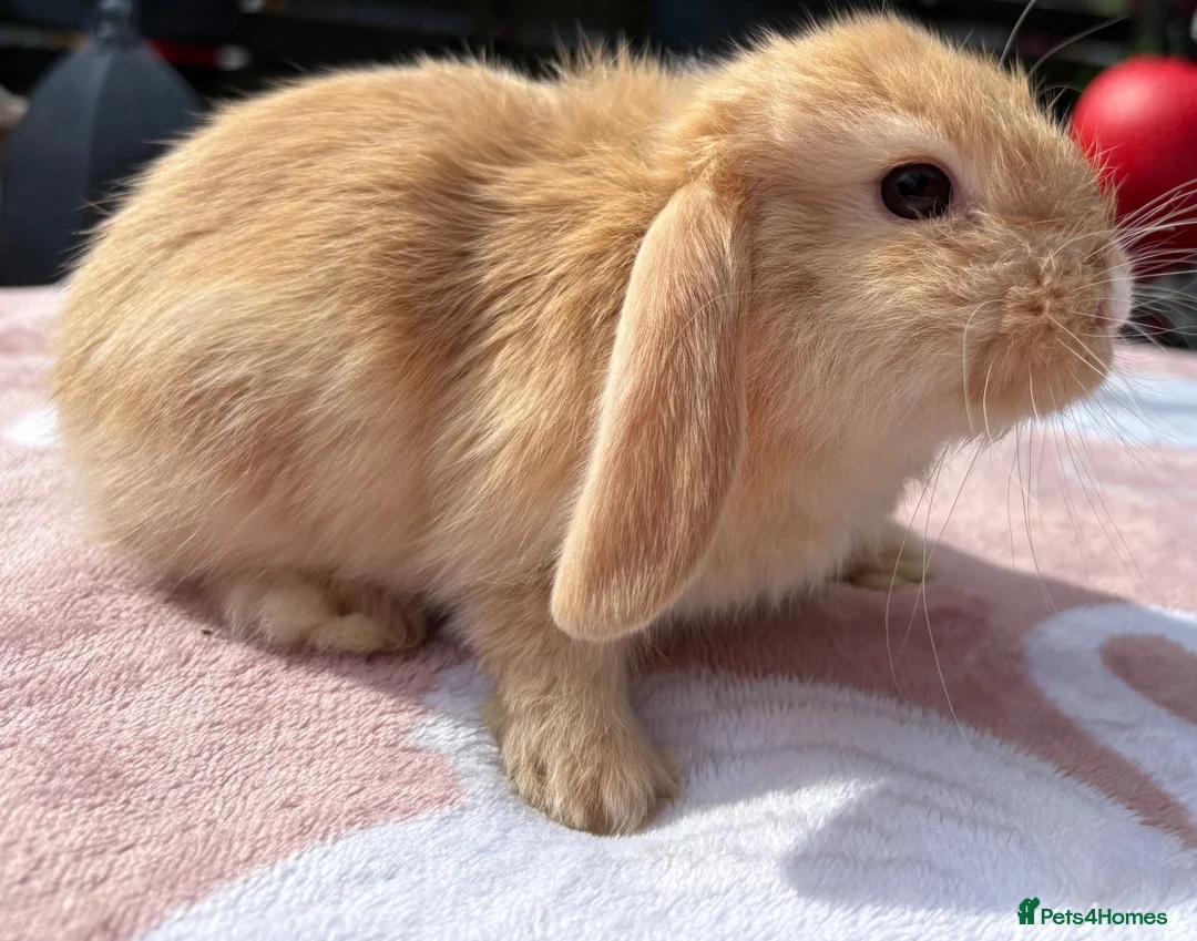 Mini Lop rabbits for sale: Two litter for sale  - Advert 17