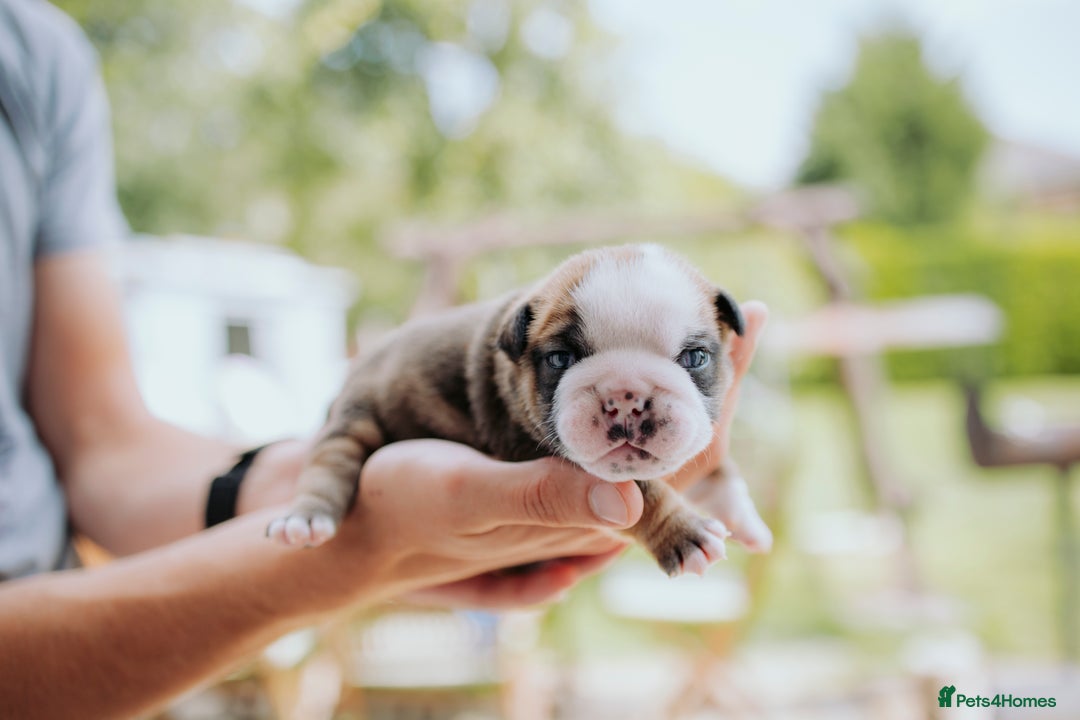 English Bulldog dogs for sale: Stunning litter of  English bulldog puppies - Image 14