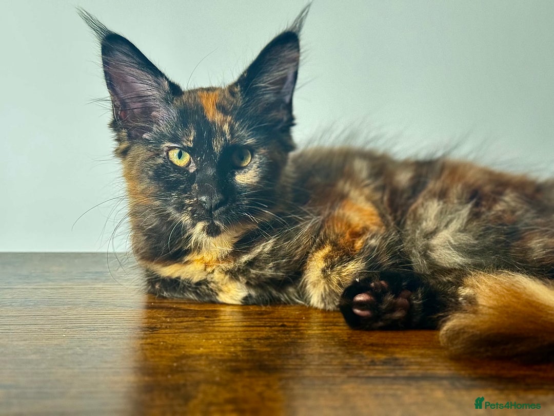 Maine Coon cats for sale: MAINE COON KITTENS READY NOW ❤️❤️ TICA REGISTERED - Image 12