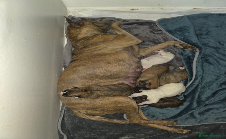 Mixed Breed dogs - Advert 6