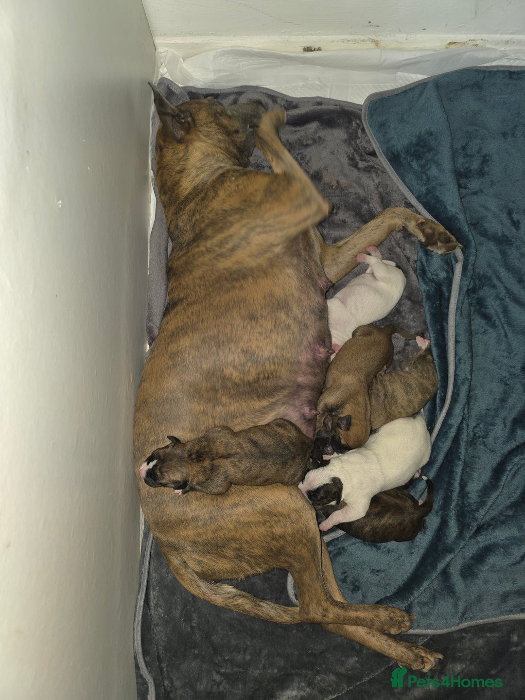 Mixed Breed dogs for sale: Pups ready around the 19th December  - Image 1