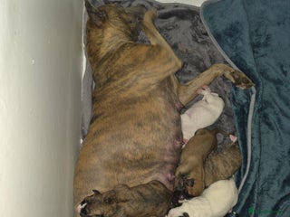 Mixed Breed dogs - Advert 22