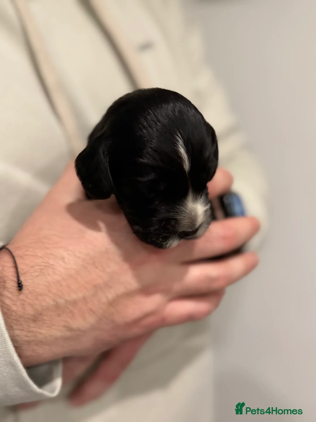 Sprocker dogs for sale: Sprocker pups looking for their forever home 🐶💕 - Advert 12