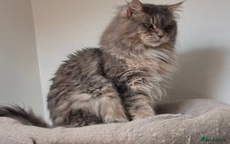 Maine Coon cats for sale: PUREBRED MALE MAINECOON FOR SALE  - Image 4