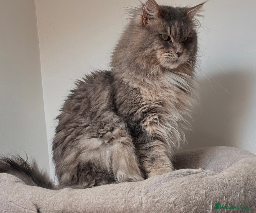 Maine Coon cats for sale: PUREBRED MALE MAINECOON FOR SALE  - Image 4