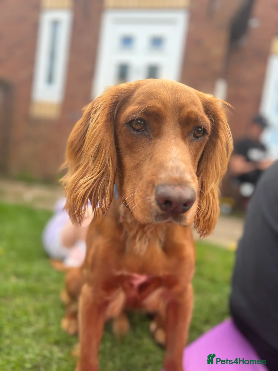 Cocker Spaniel dogs for sale: Juke  - Advert 9