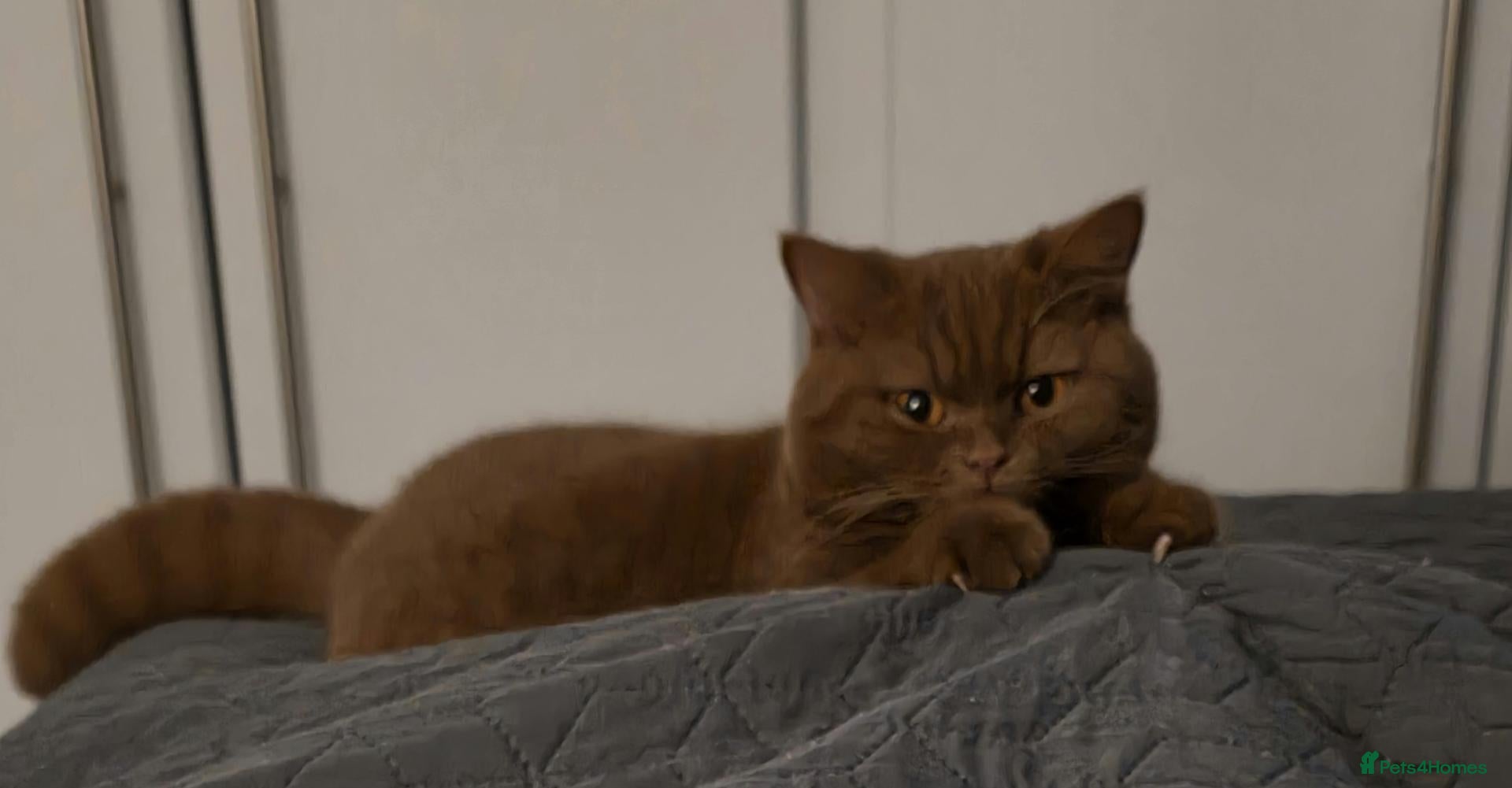 British Shorthair cats BSH Cinnamon Female Neutered - Advert 1