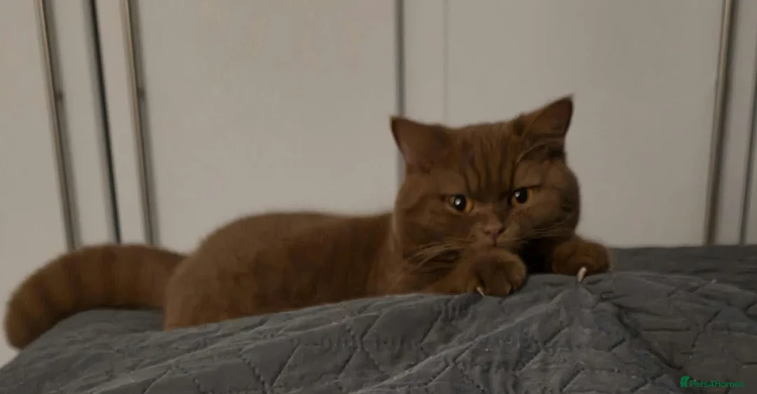 British Shorthair cats for sale: BSH Cinnamon Female Neutered - Advert 1