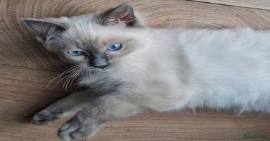 Ragdoll cats - Advert 13