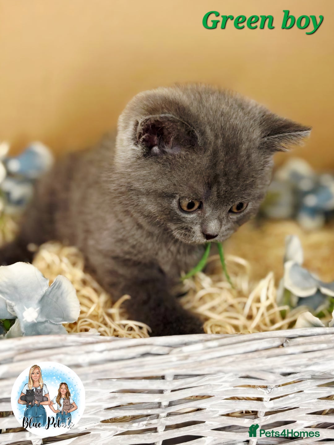 British Shorthair cats for sale: 4 beautiful British short hairs available  - Advert 15