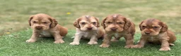 Cocker Spaniel dogs for sale: ⭐️stunning show type cocker spaniel puppies⭐️ - Advert 8