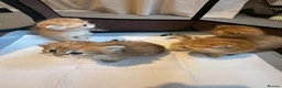 British Shorthair cats for sale: British Shorthair+ Scottish Fold - Advert 13