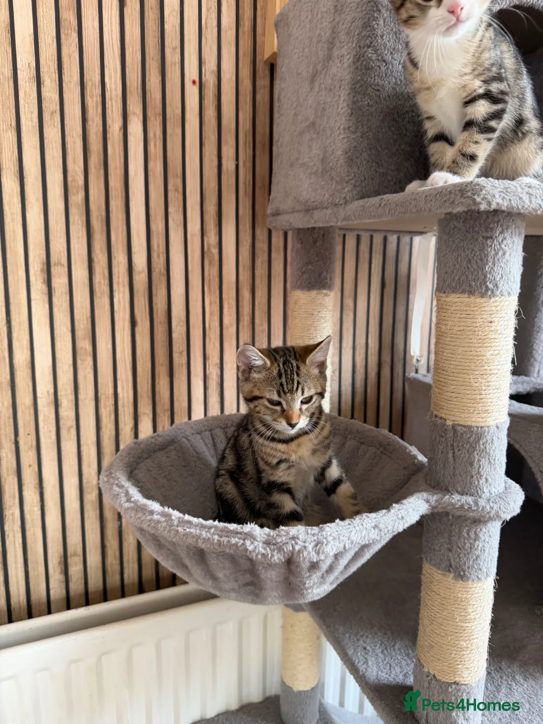 Mixed Breed cats for sale: Beautiful 4 kittens looking for a loving home  in Blackpool - Advert 2