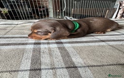 Miniature Dachshund dogs for sale: 🐾 Miniature Dachshund Puppies for Sale 🐾 - Image 12