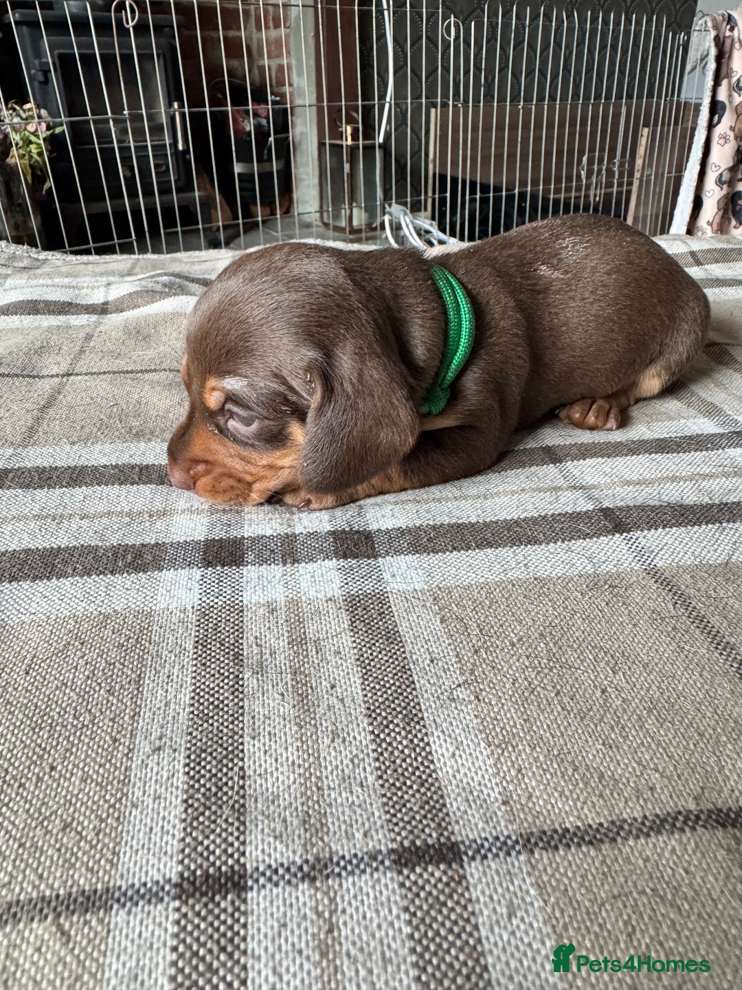 Miniature Dachshund dogs for sale: 🐾 Miniature Dachshund Puppies for Sale 🐾 - Image 12