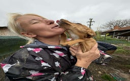 Mixed Breed dogs for adoption: Lucy - North Walsham Norfolk  - Advert 4