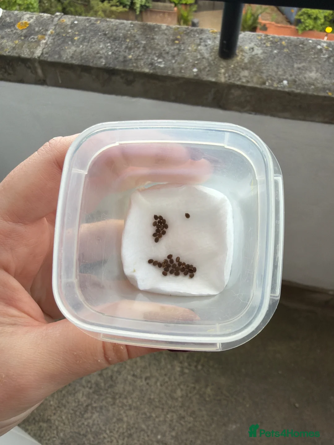 Stick Insects invertebrates for sale: Indian Stick Insect Eggs For Sale 🪴 - Advert 2