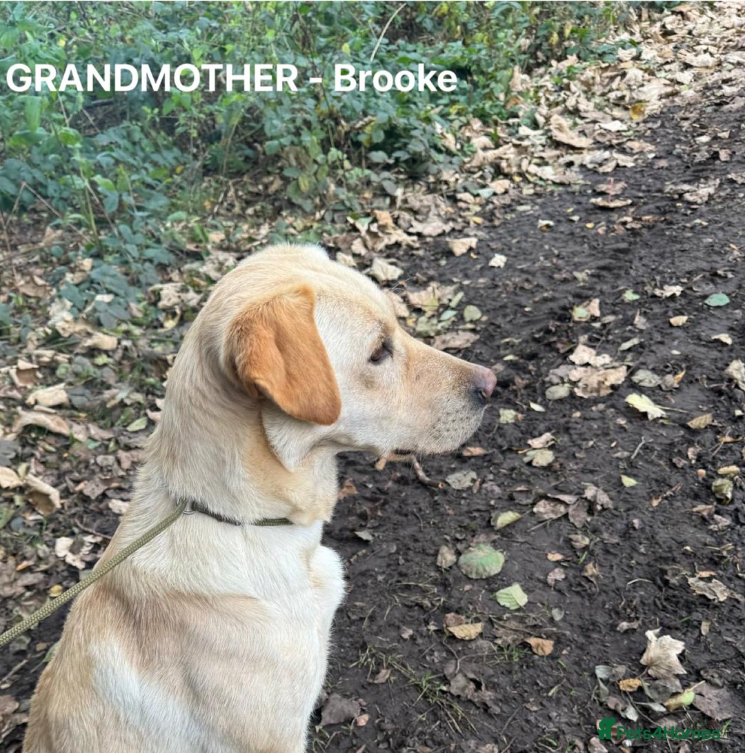 Labrador Retriever dogs for sale: Quality KC registered BLK Labrador Retriever Bitch - Image 14