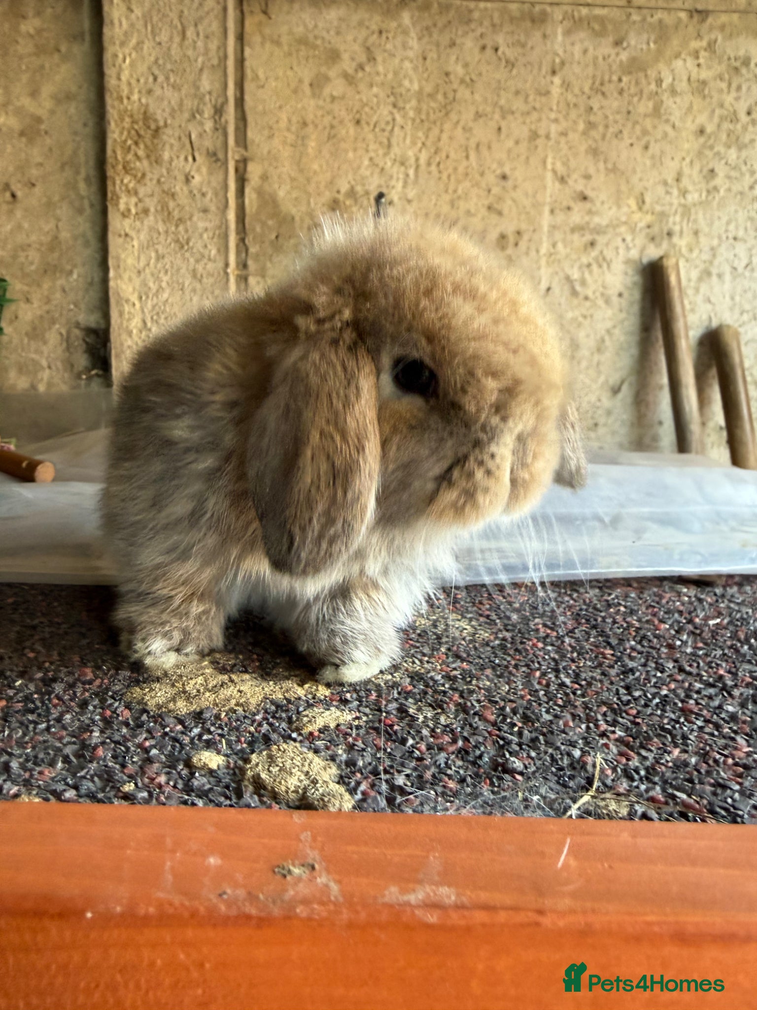Mini Lop rabbits Top quality BRC mini lops - Advert 2