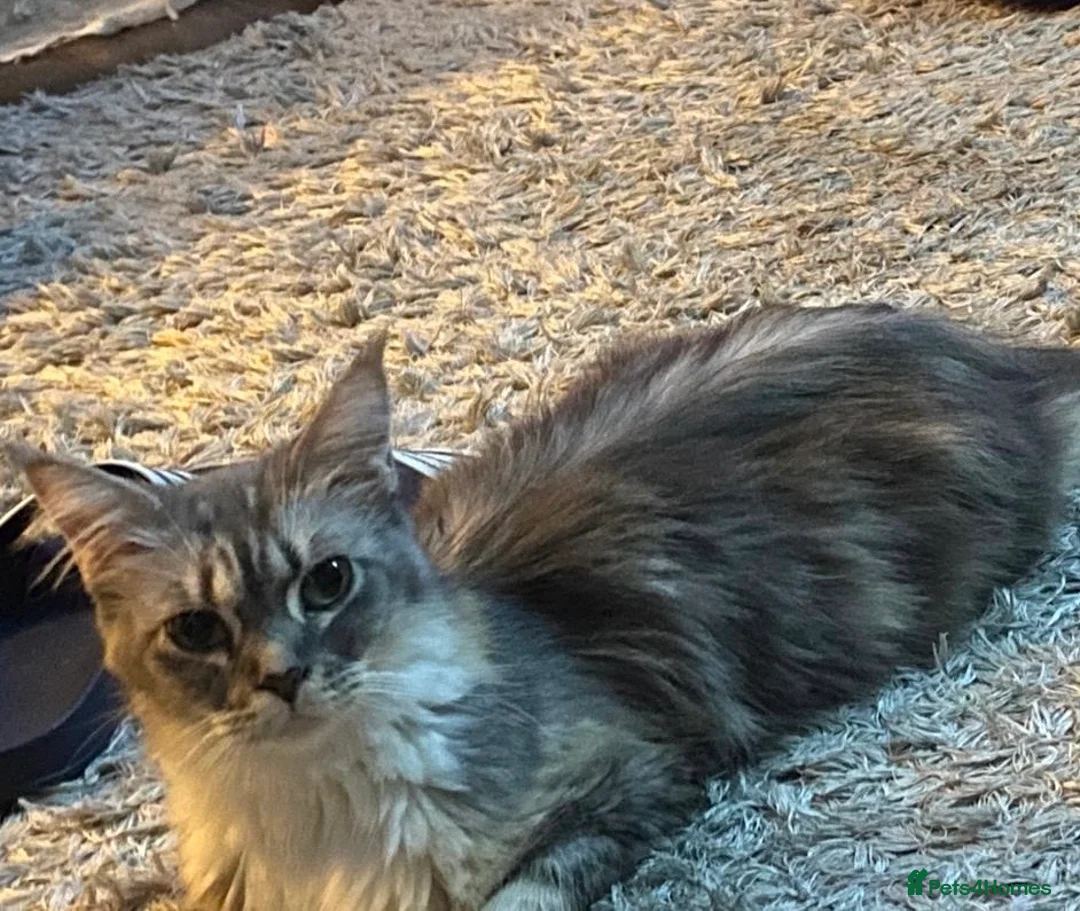 Maine Coon cats for sale: Maine Coon kittens ready to go.  - Advert 2