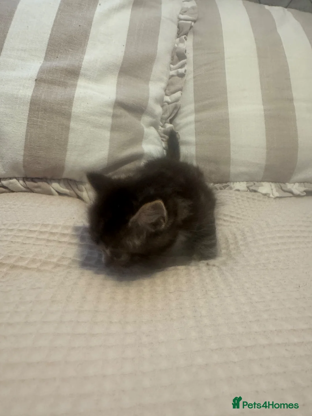 Ragdoll cats for sale: Ragdoll cross kittens  - Advert 24