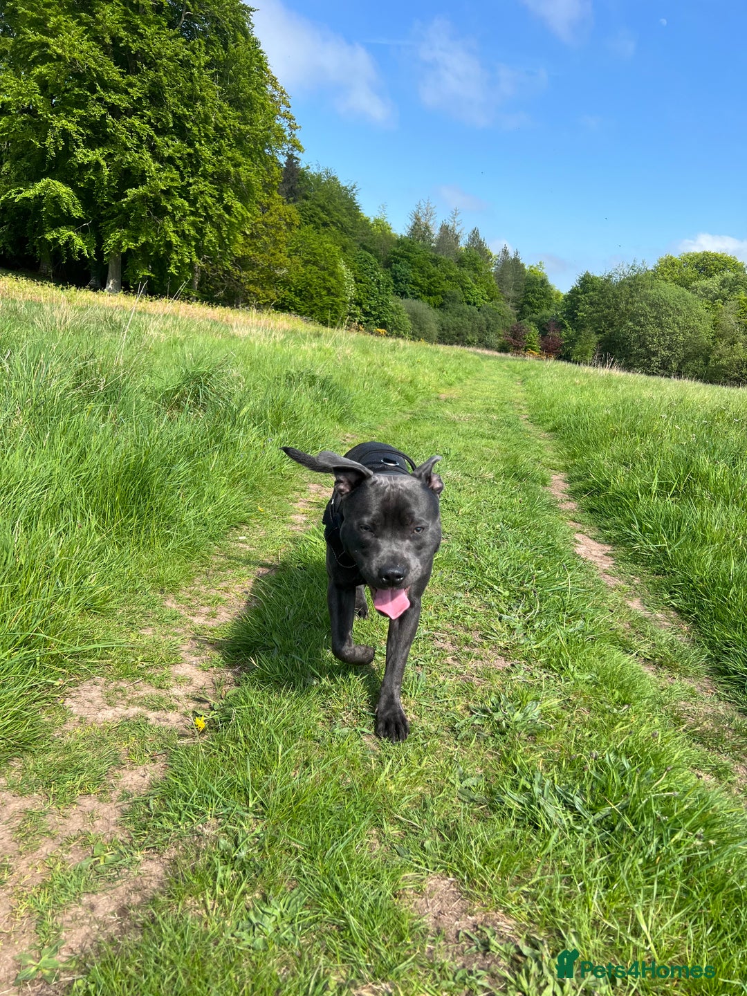 Staffordshire Bull Terrier dogs for stud: 🐾KC Registered Blue Staffordshire Bull Terrier🐾 - Advert 5