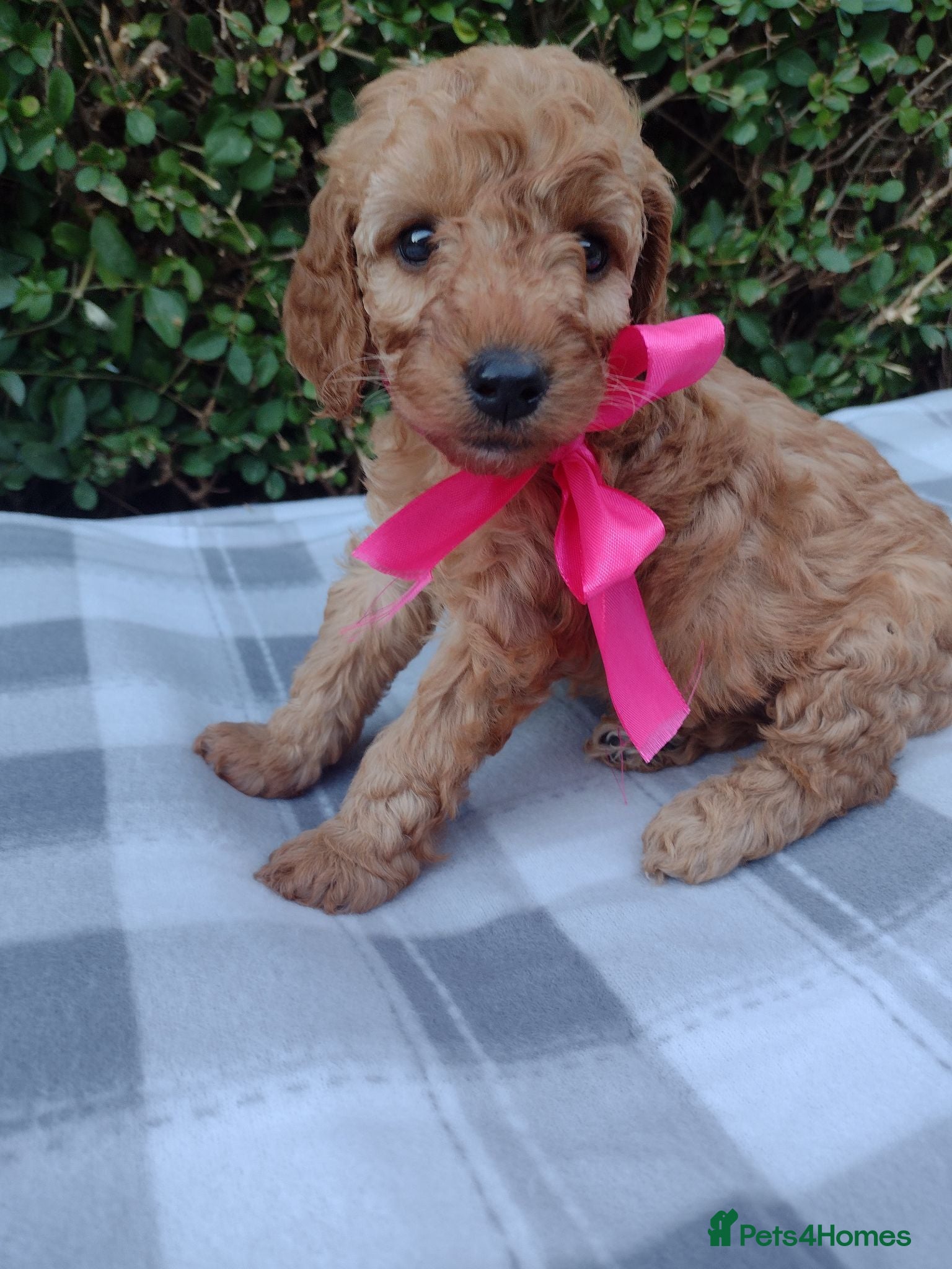 Cockapoo dogs Beautiful cockapoo puppies  - Advert 2