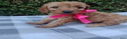 Cockapoo dogs for sale: Beautiful cockapoo puppies  - Advert 2