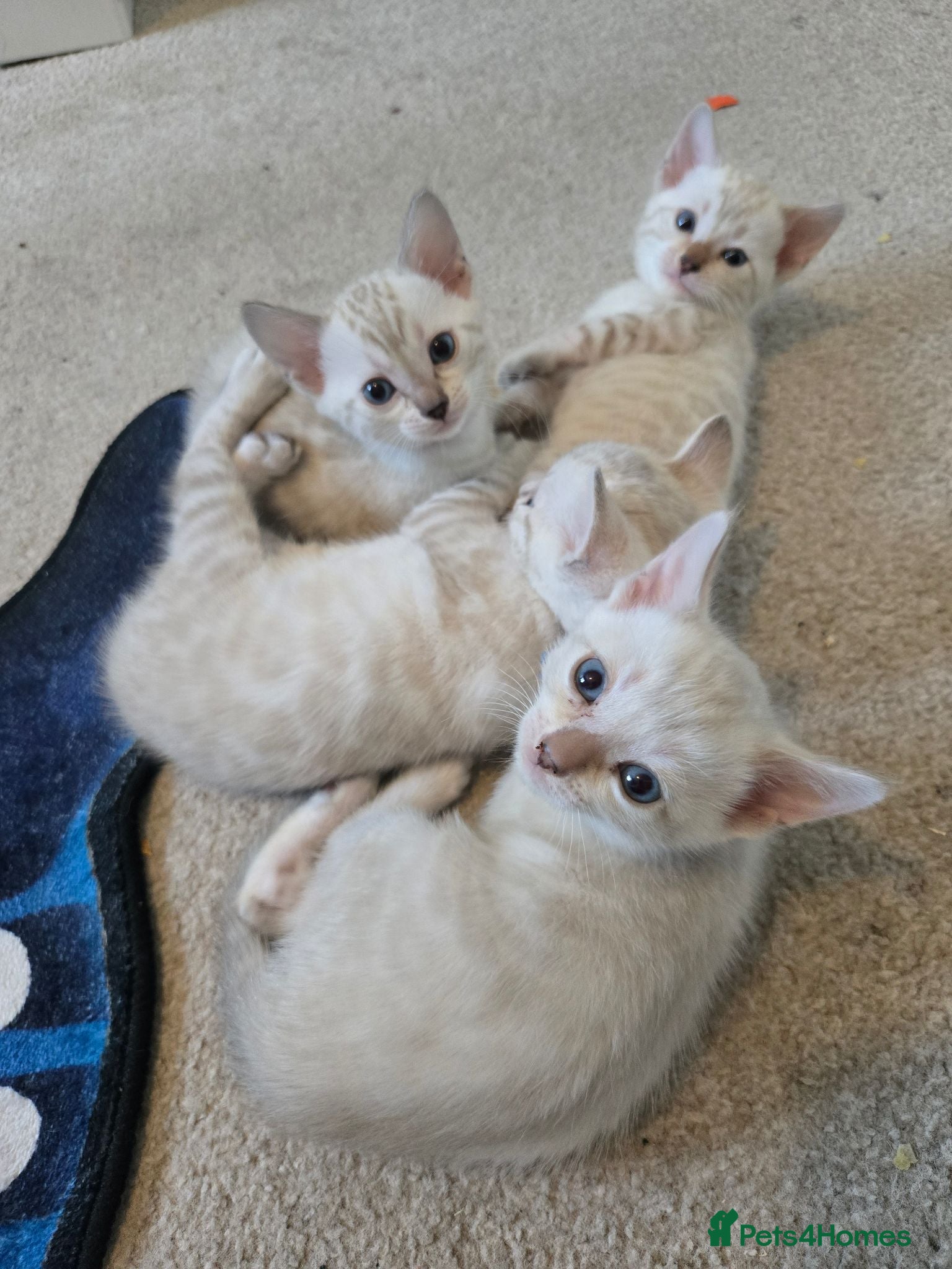 Bengal cats 🌟Stunning pure snow bengal kittens 🎉 - Advert 1