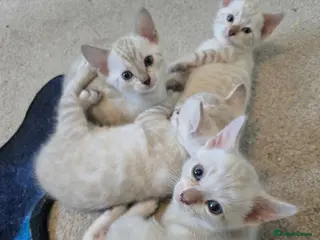 Bengal cats 🌟Stunning pure snow bengal kittens 🎉 - Advert 1