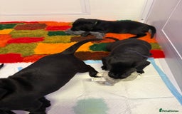 Labrador Retriever dogs for sale: Black pedigree Labradors only 3 girls available  - Image 7