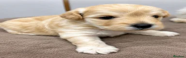 Westiepoo 3