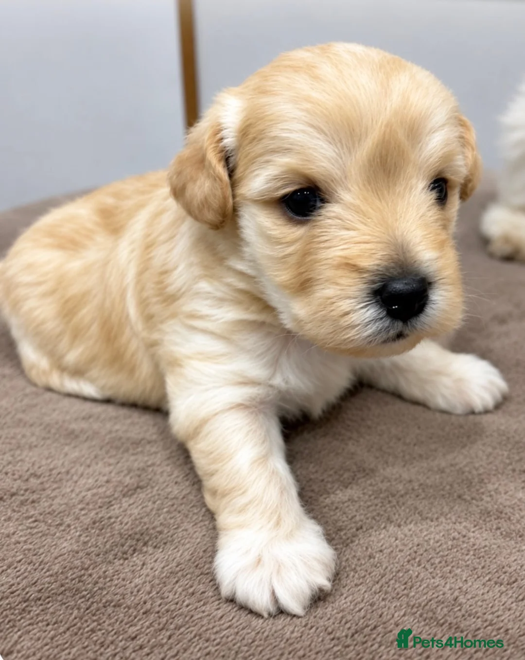 Westiepoo dogs for sale: Westiepoo Puppies in Broxbourne - Advert 2